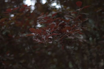 DSC_1342.jpg