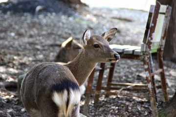IMG_1858.JPG