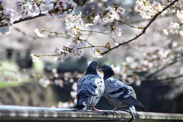IMG_0674.JPG
