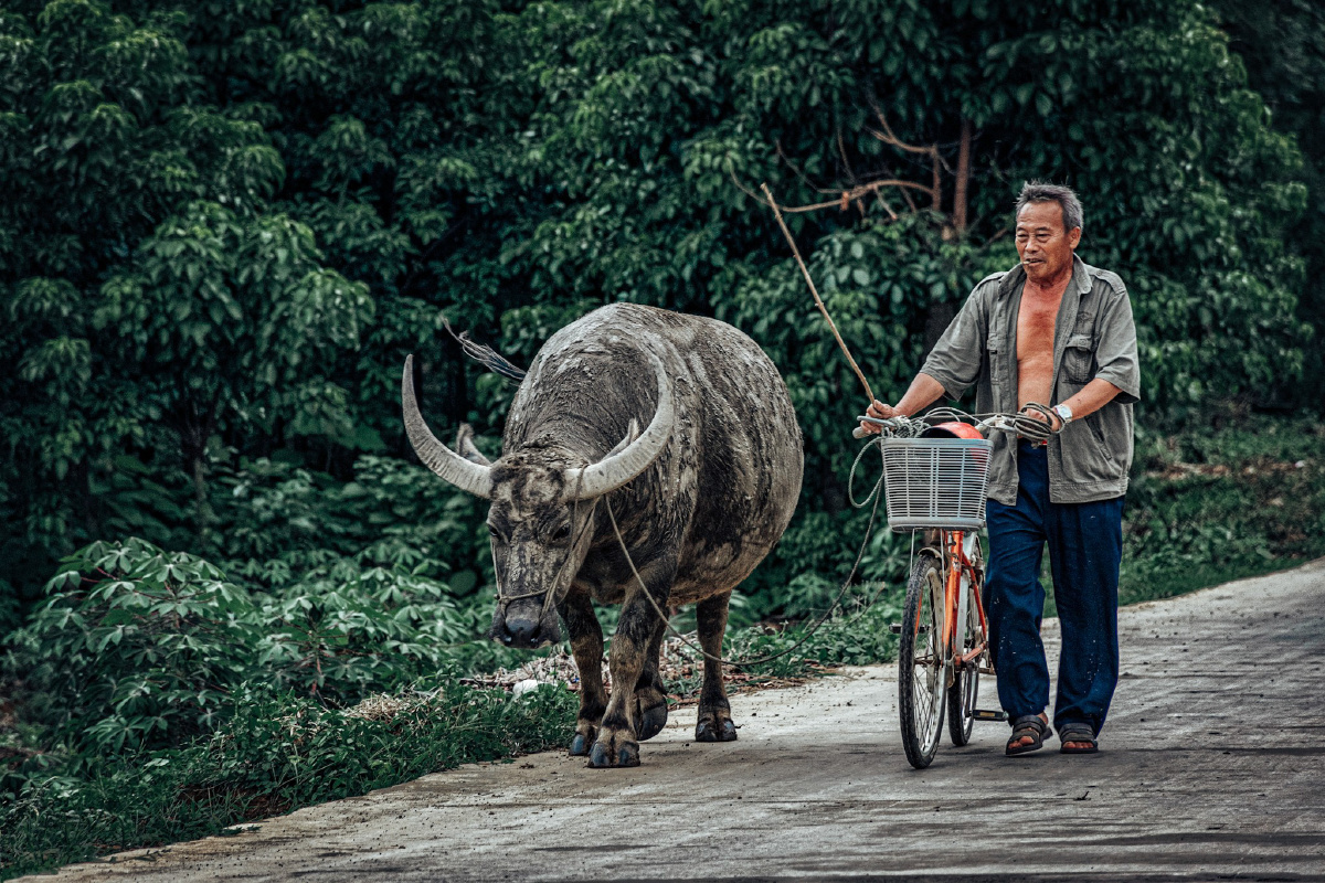 赶牛老人