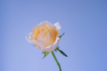 5A673D39-EE3A-4367-A44A-C777D4668493/L0/001