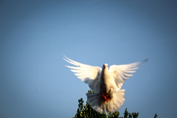 2796F820-0661-4649-A724-494FB6BE7595/L0/001