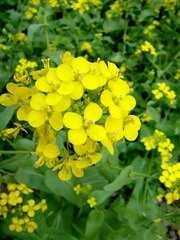 DSC04970.JPG