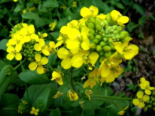 DSC04971.JPG