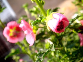DSC05131.JPG