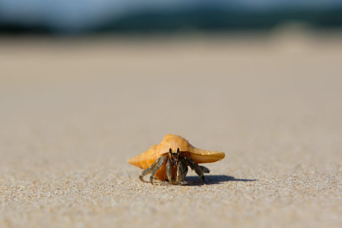 海边小活物