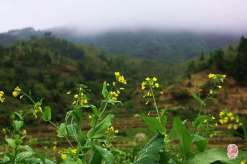 油菜花