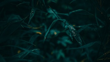 E9E52D54-DD08-49D5-92AD-3CF4EF005AD5/L0/001