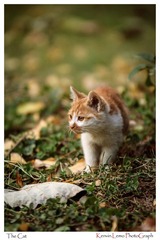 IMG_0519z.jpg