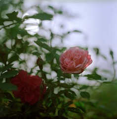 Image6