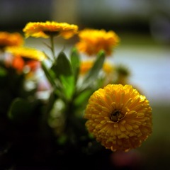 Image15