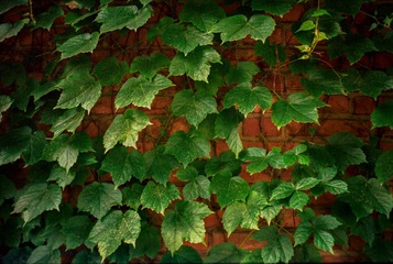 Image16