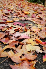 IMG_1629.jpg
