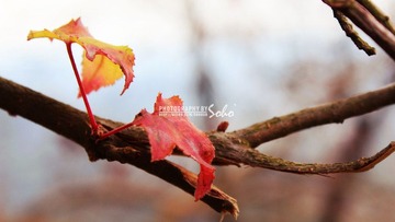 IMG_1632.jpg