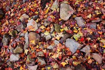 IMG_1652.jpg
