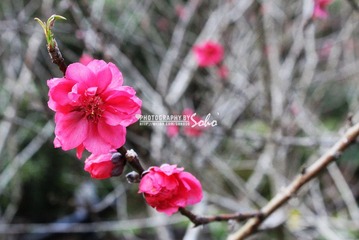 IMG_1742.jpg
