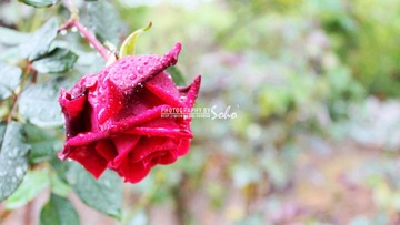 IMG_1453.jpg