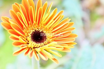 IMG_1462.jpg