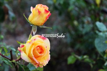 IMG_1498.jpg
