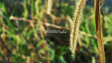 IMG_1548.jpg