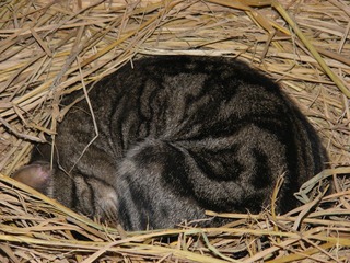 DSCF2380.JPG