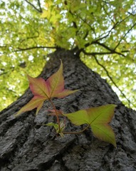 DSCF7192 ps2.jpg