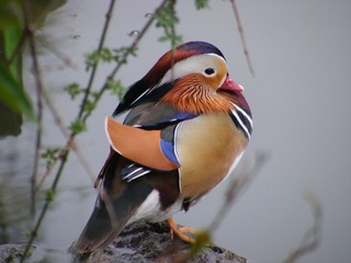 DSCF7371.JPG