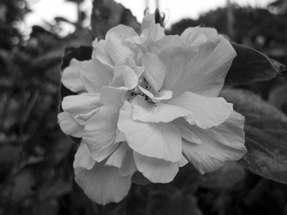 IMG_1176_2.jpg