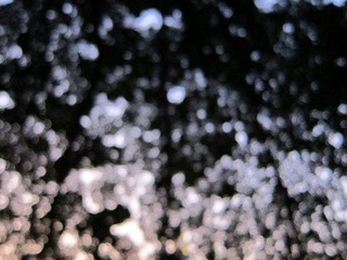 IMG_1331.jpg