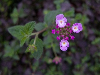 IMG_3932.jpg