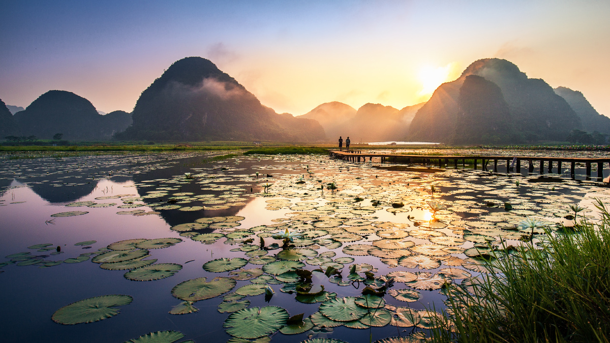 晨光初染莲塘间
