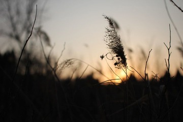IMG_2375.JPG