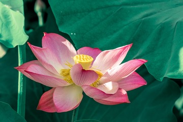 _DSC3676