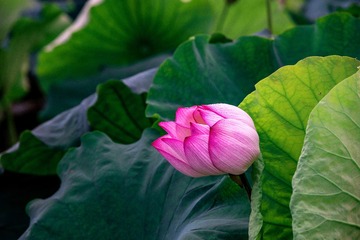 _DSC7350