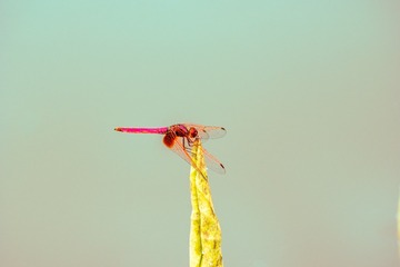 _DSC3434