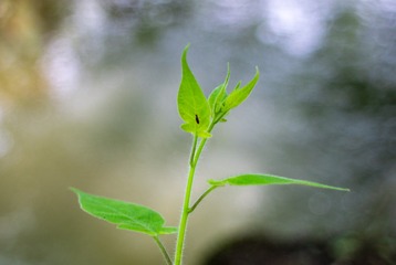 _DSC6237