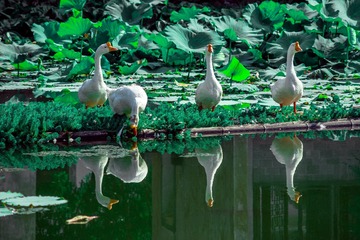 _DSC7017