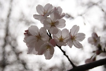 樱花.JPG
