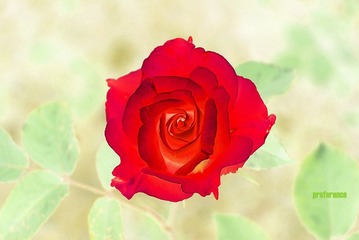 一花一世界.jpg