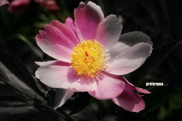 芍药_副本.jpg