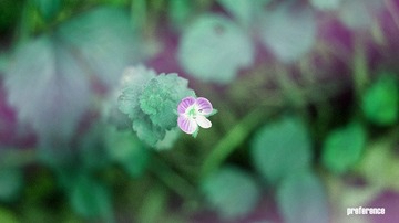 DSC03248_副本.jpg