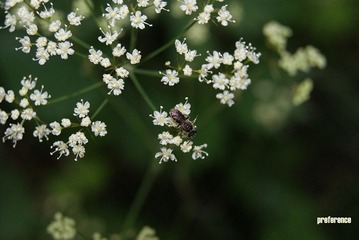 麦冬 花_副本.jpg