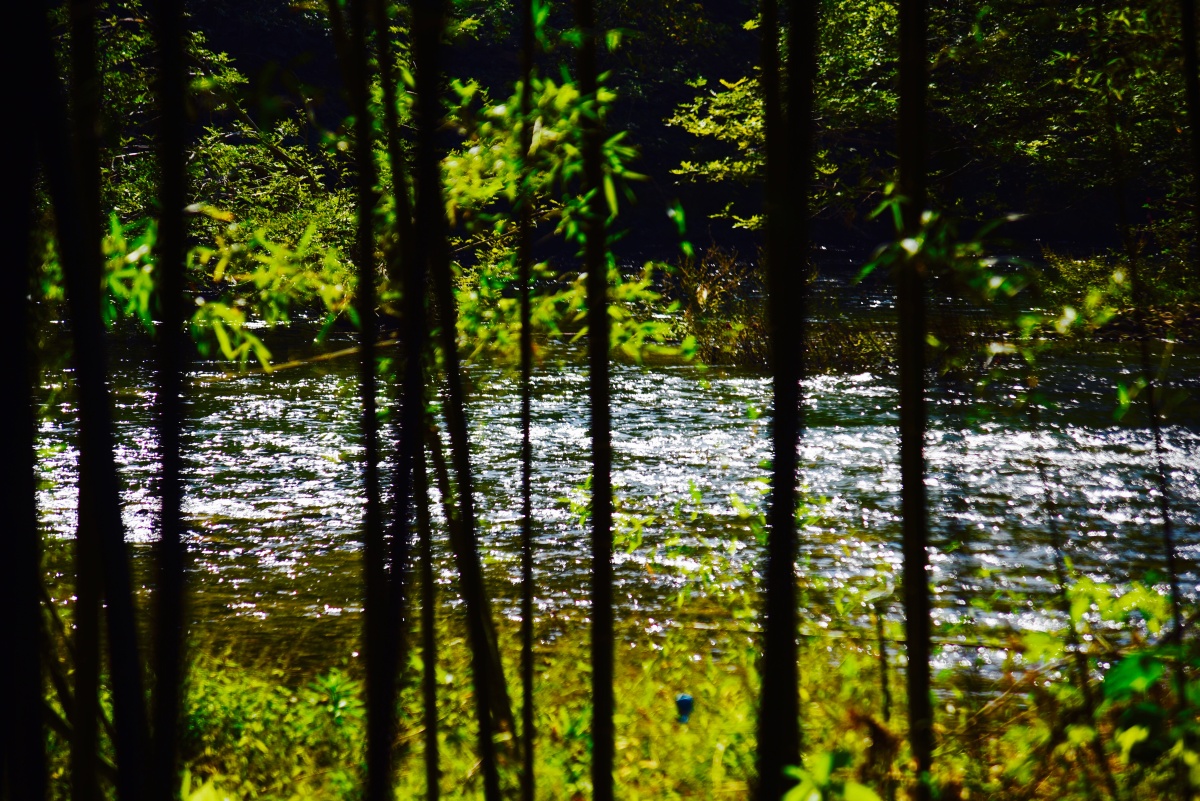 竹林幽幽溪水潺潺