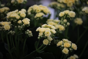 OC2A2855