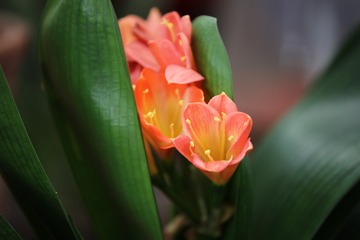 OC2A2744