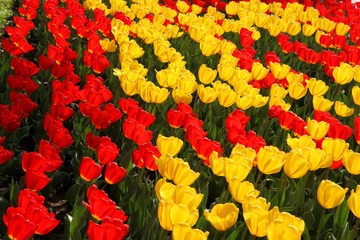 IMG_2989__conew1