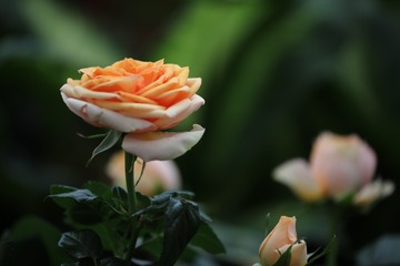 OC2A2722