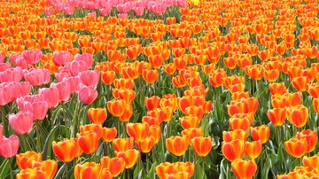 IMG_2997__conew1