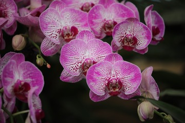 OC2A2654