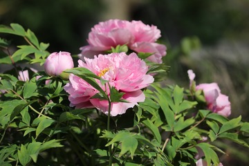 OC2A4683